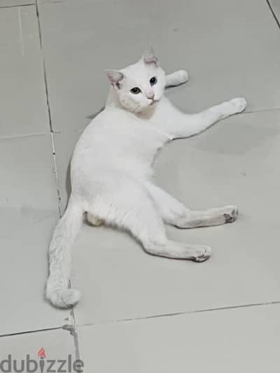 Turkish angora odd eyes male