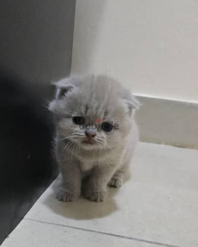 Adorable Scottish Fold