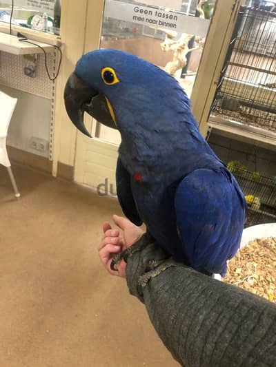 hyacinth macaw for adoption