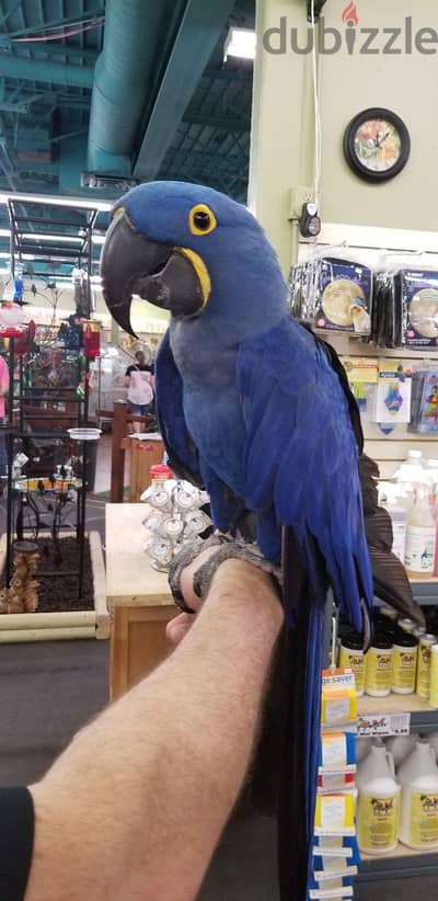 Hyacinth Macaw for adoption