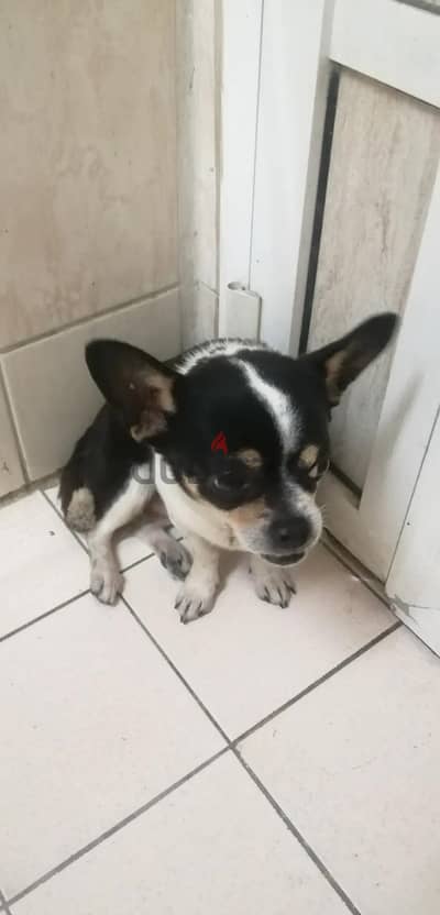 pet dog