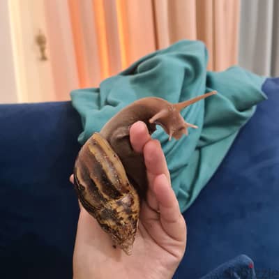 Giant African Land snail