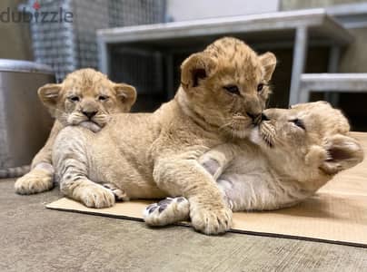 Whatsapp Me (+966)58899-3320//Baby Lions