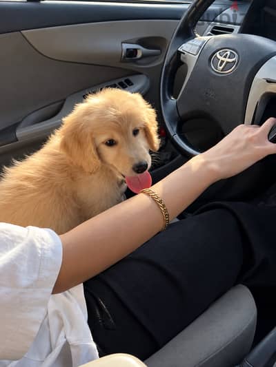 جولدن ريتريڤر golden retriever