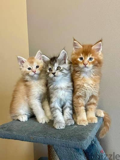 mainecoon kittens free for adoption