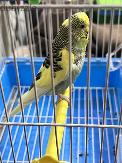 budgerigar with the normal size cage