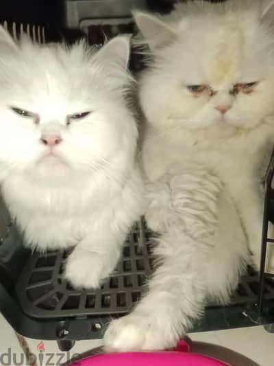 2 CUTE CATS SALE