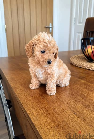 Whatsapp Me +966(583)-921348//Toy Poodle Puppies