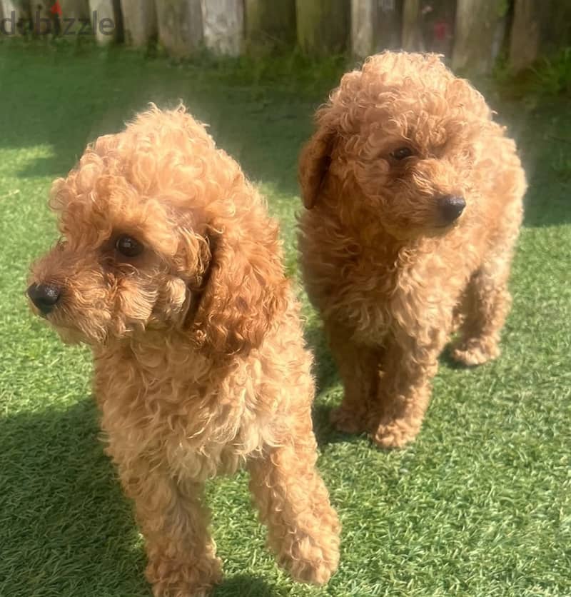 Whatsapp Me +966(583)-921348//Toy Poodle Puppies 1