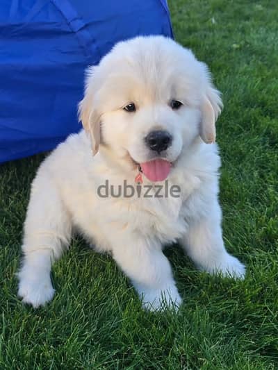 Golden Retriever//Whatsapp Me (+966)58-8993320