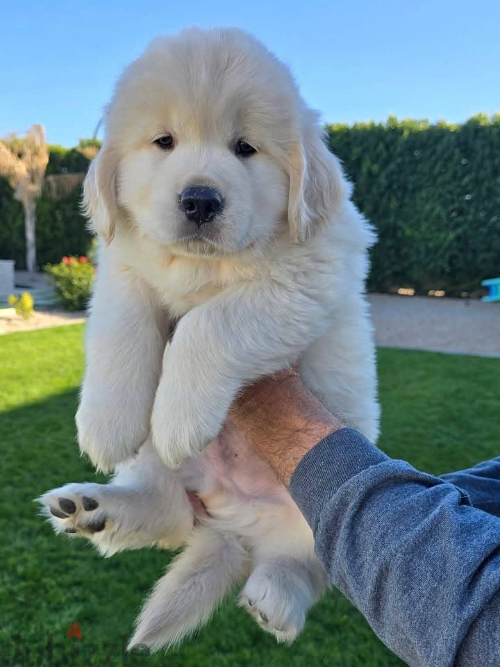 Golden Retriever//Whatsapp Me (+966)58-8993320 1