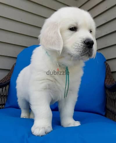 Whatsapp Me (+966)58-8993320//Golden Retriever