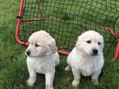 Golden Retriever//Whatsapp Me (+966)58-8993320