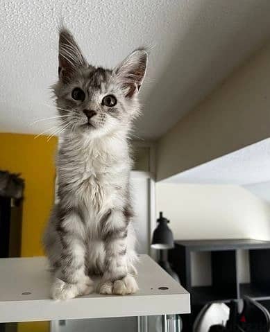 Maine Coon Cats//Whatsapp Me +966(583)-921348 1