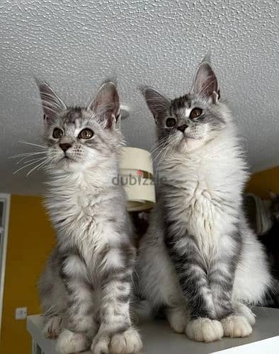 Whatsapp Me +966(583)-921348//Maine Coon Cats