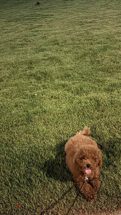 Toy Poodle