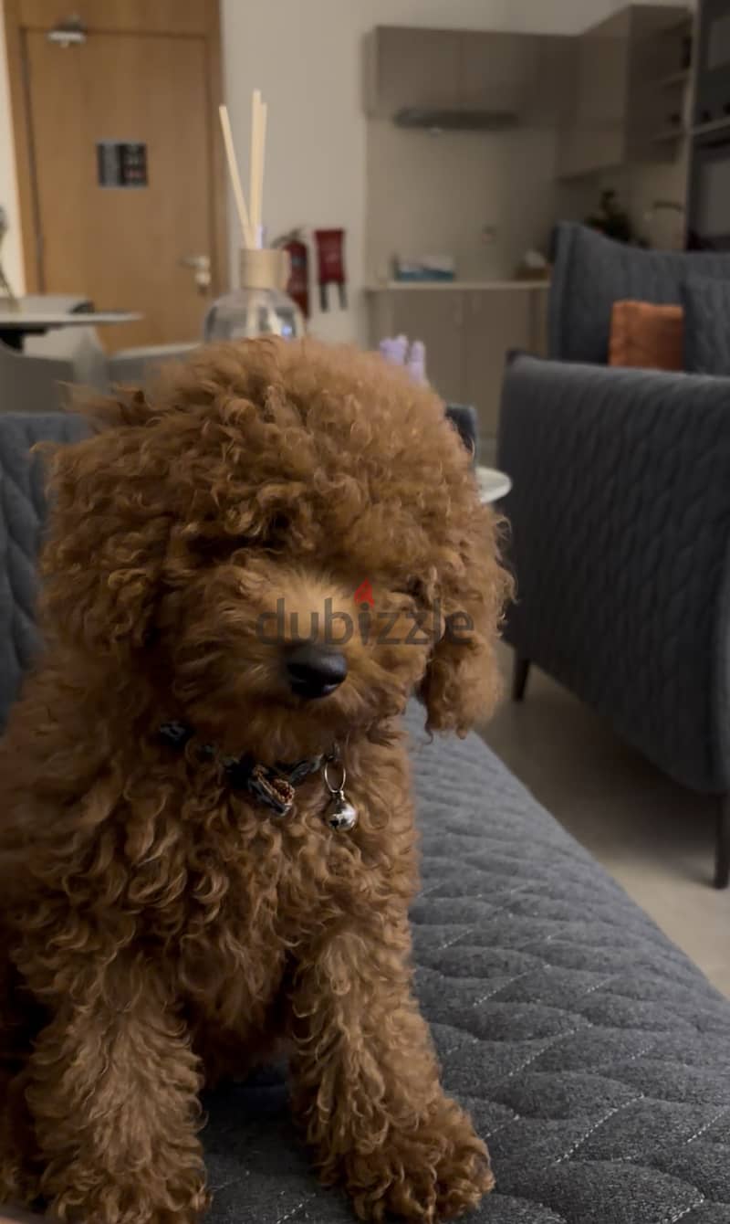 Toy Poodle 1