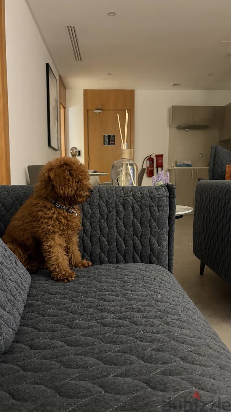 Toy Poodle 2