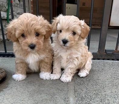 Whatsapp Me +966(583)-921348//Maltipoo Puppies
