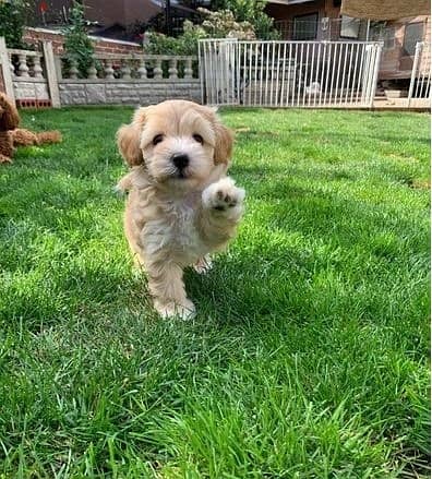 Whatsapp Me +966(583)-921348//Maltipoo Puppies 1
