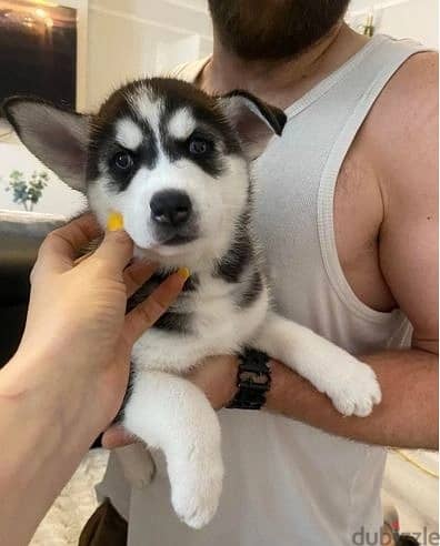 Siberian Huskies//Whatsapp Me (+966)58-8993320 1