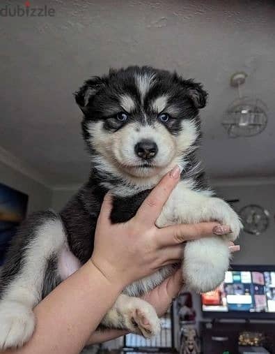Whatsapp Me (+966)58-8993320//Huskies Puppies 1