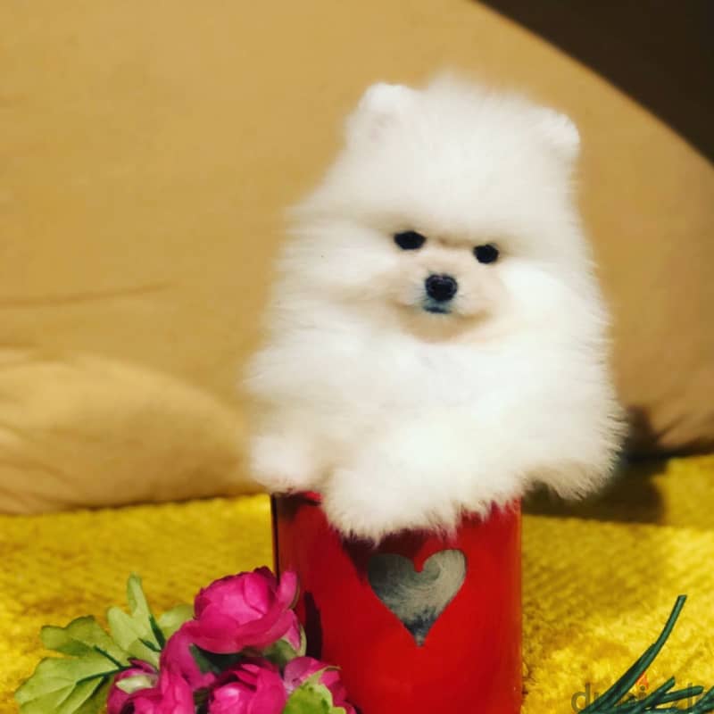 Whatsapp Me (+966)58-8993320//Pomeranian Puppies 1