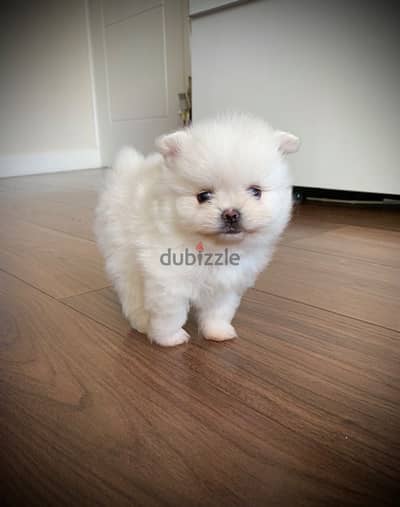 Whatsapp Me (+966)58-8993320//Pomeranian Puppies