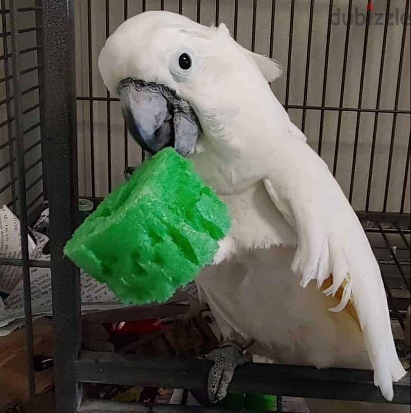 Umbrella Cockatoos//Whatsapp Me (+966)58-8993320 1
