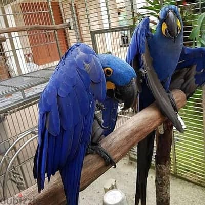 Hyacinth Macaws//Whatsapp Me +966(583)-921348
