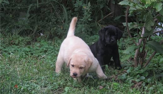 Whatsapp Me +966(583)-921348//Labrador Puppies