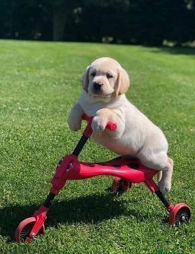 Whatsapp Me +966(583)-921348//Labrador Puppies 1