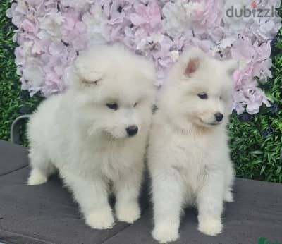 Samoyed Puppies//Whatsapp Me (+966)58-8993320