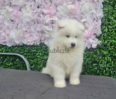 Samoyed Puppies//Whatsapp Me (+966)58-8993320