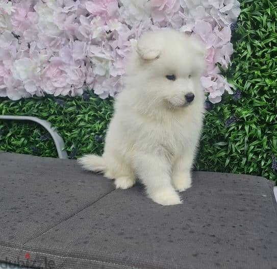 Samoyed Puppies//Whatsapp Me (+966)58-8993320 1