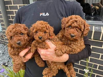 Whatsapp Me +966(583)-921348//Toy Poodle Puppies