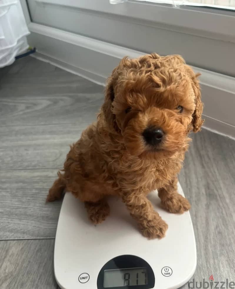 Whatsapp Me +966(583)-921348//Toy Poodle Puppies 1