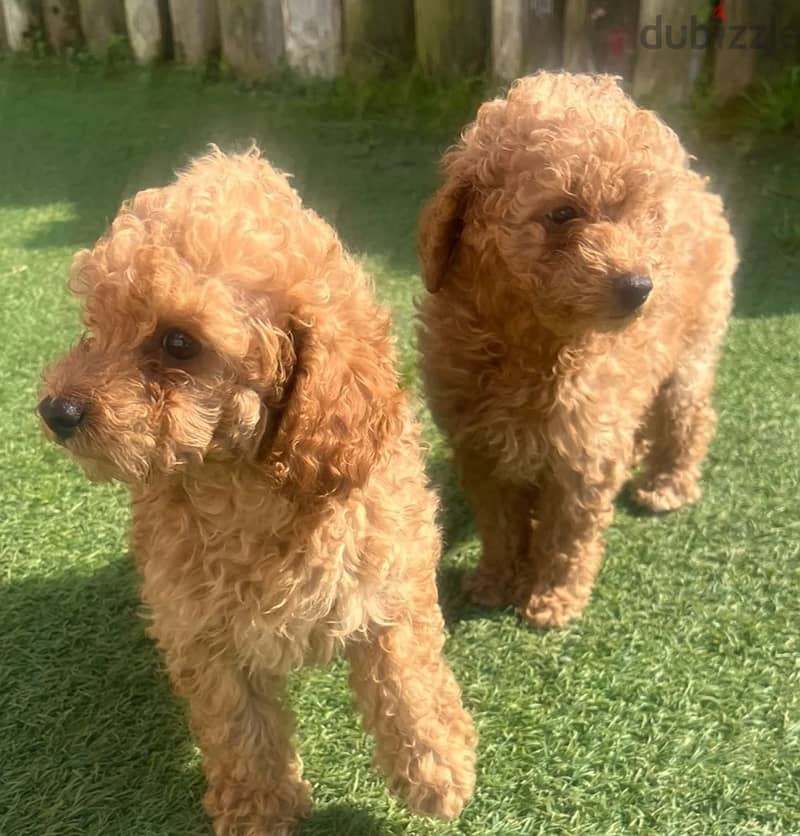 Whatsapp Me +966(583)-921348//Toy Poodle Puppies 1