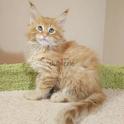Mainecoon Kittens For Adoption Whatsaapp +974 5105 9799