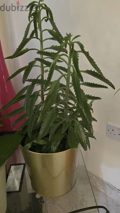 Indoor plants