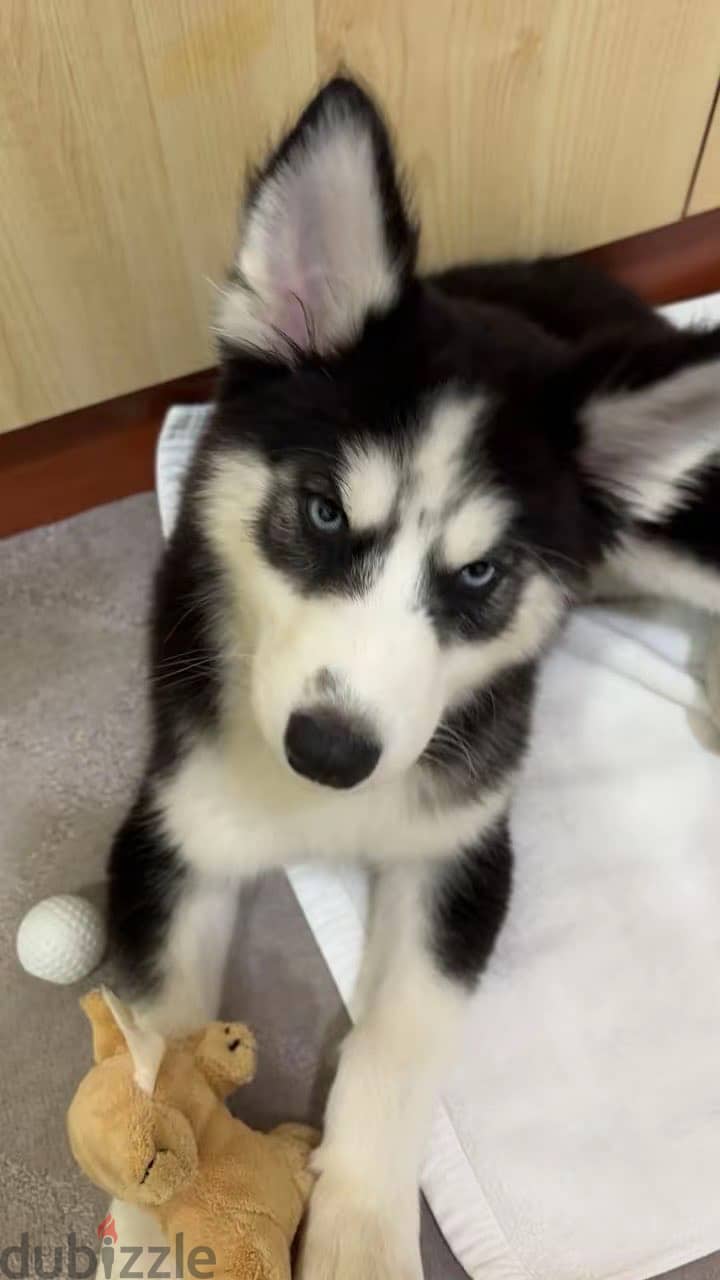 puppy husky 1