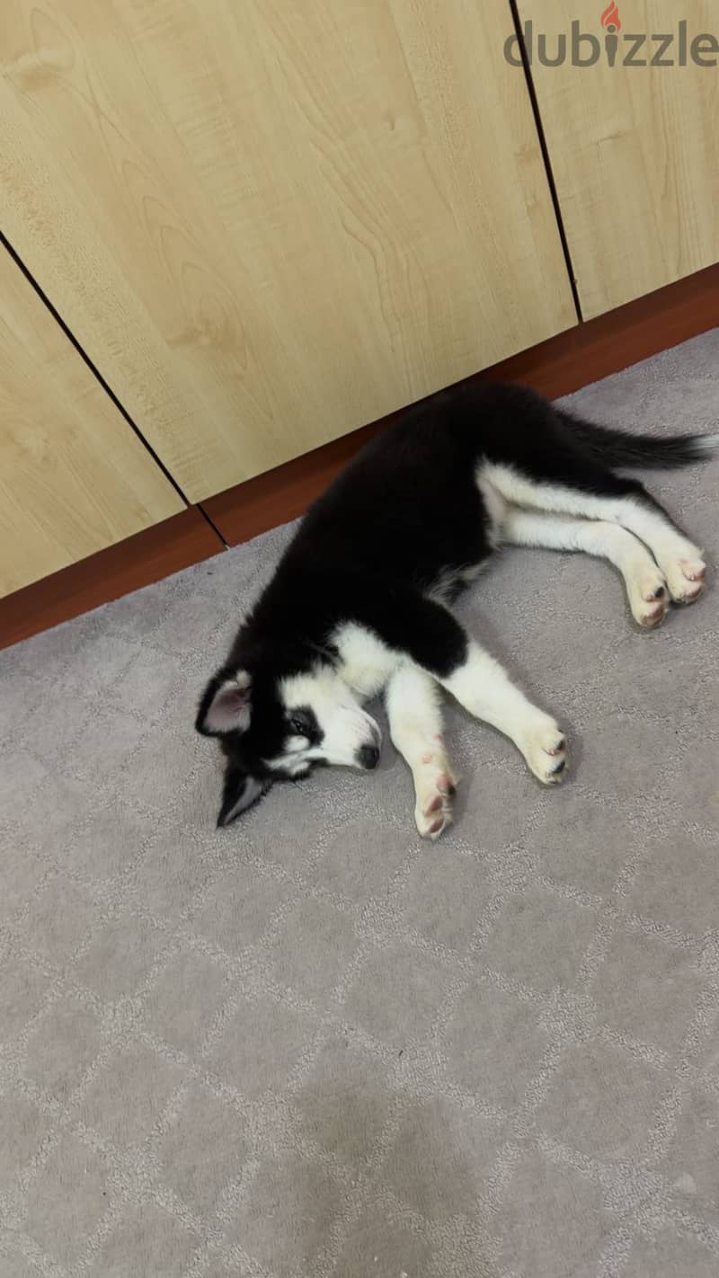 puppy husky 2