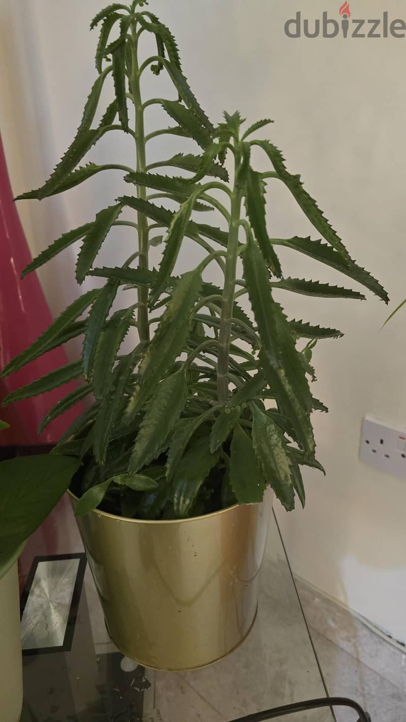 indoor plants 1