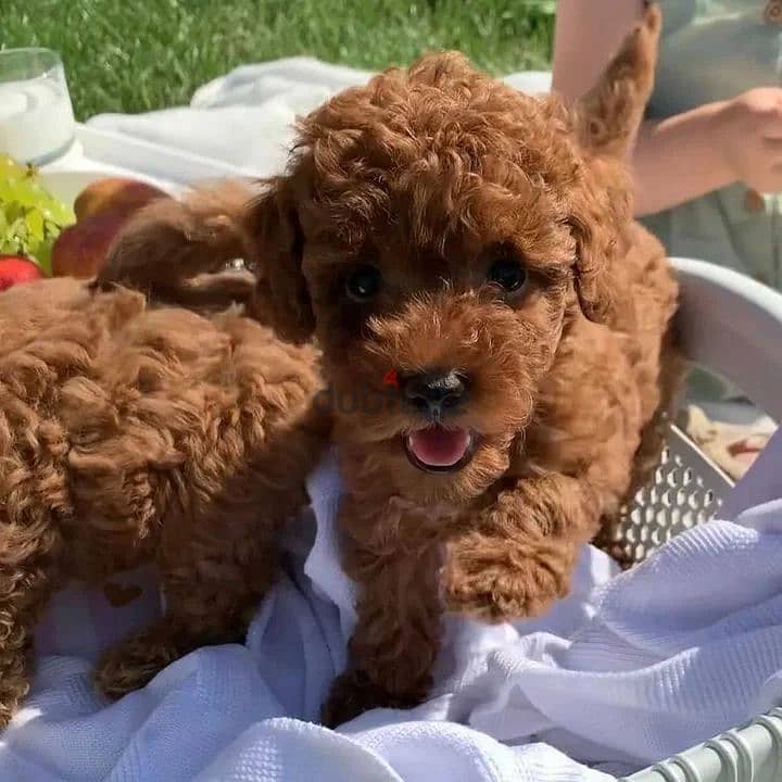 Whatsapp at +966 (583)921348//Toy Poodle Puppies 1