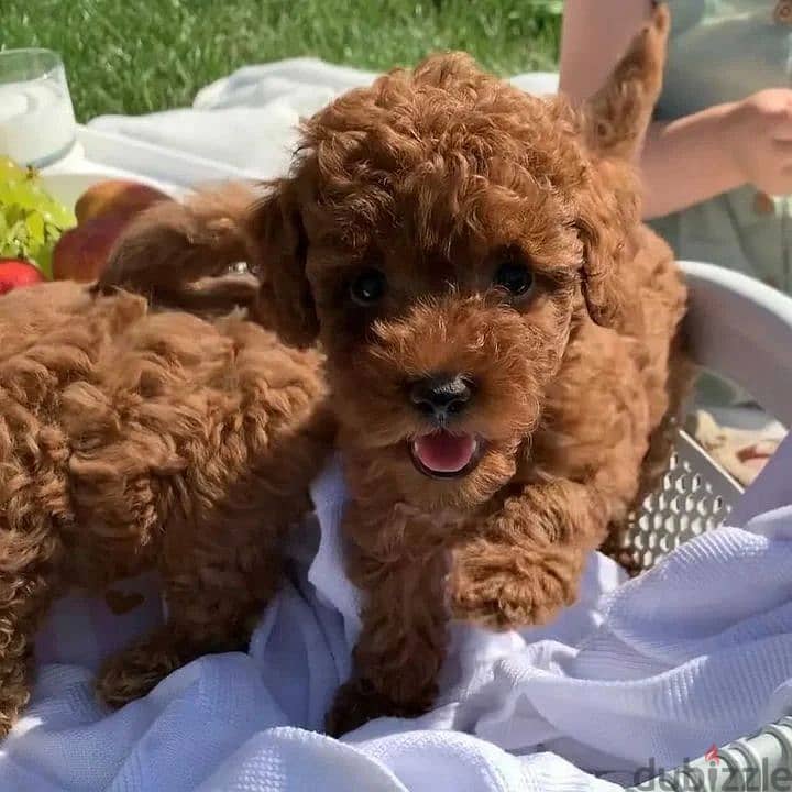 Toy Poodle Puppies//Whatsapp at +966 (583)921348 1