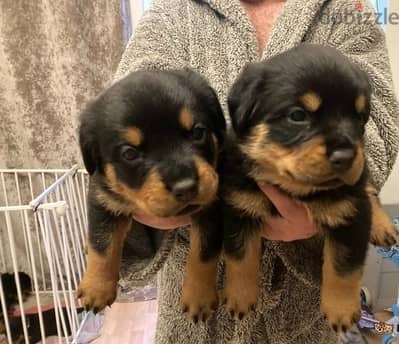 Whatsapp Me (+966)5889933-20//Rottweiler Puppies