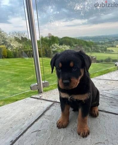 Whatsapp Me (+966)5889933-20//Rottweiler Puppies 1