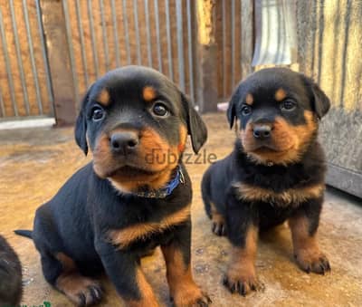 Whatsapp Me (+966)5889933-20//Rottweiler Puppies