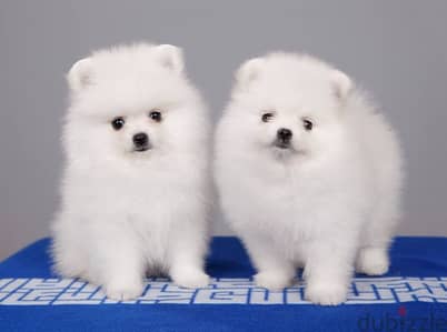 Pomeranian Puppies//Whatsapp Me (+966)5889933-20
