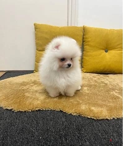 Pomeranian Puppies//Whatsapp Me (+966)5889933-20 1